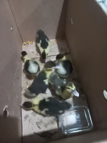 Vendem-se patinhos