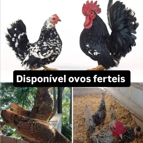 Ovos garnize 