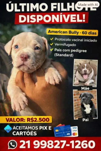 Filhote de American Bully com 60 dias