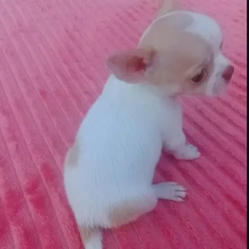 Chihuahua padrão oficial da raça