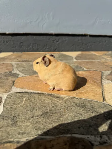 Filhotes de porquinho da índia