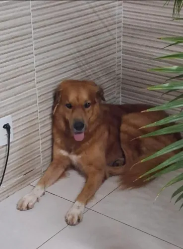 Adoção 