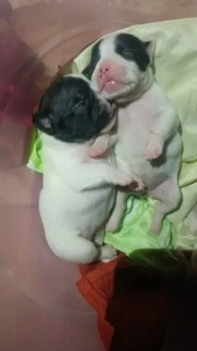 Primo vendendo filhotes de Buldogue francês fêmea e macho