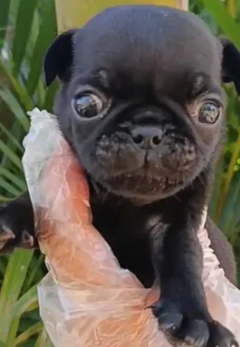 Pug gordinhos