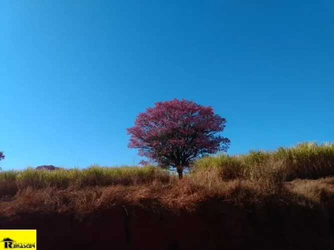 SITIO RURAL em PALESTINA - SP, BOM PASTOR