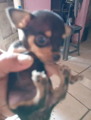 Vendo 3 filhotes de cachorro Pinscher