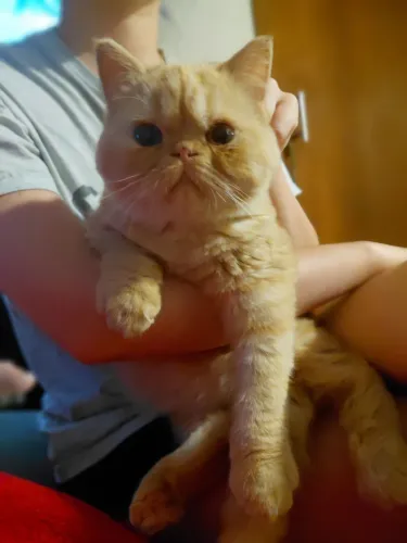 Filhote de gato persa exótico.