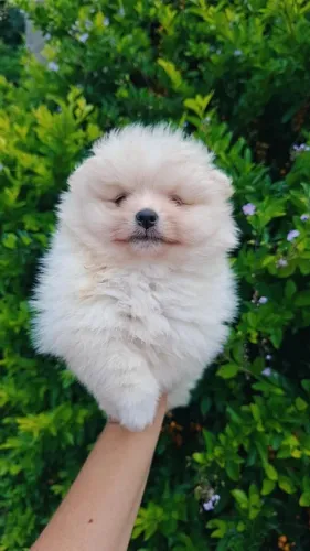Cachorro Lulu da Pomerania promoção imperdível liberada somente neste fim de semana