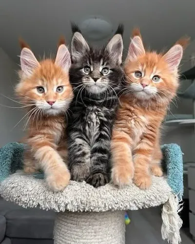 Maine Coon Afeto que se manifesta nos detalhes
