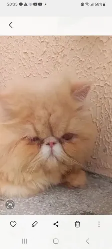 Gato persa show