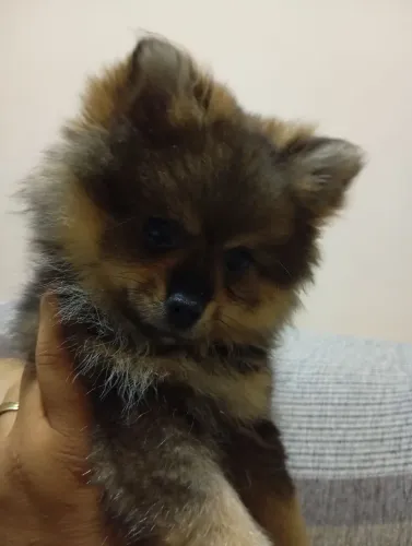 Spitz alemão anão FÊMEA 