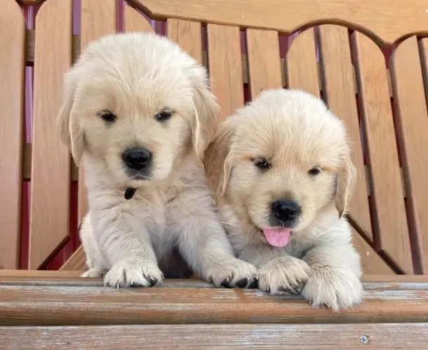 Golden Retriever 