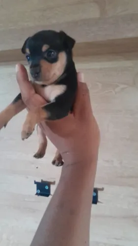 Pinscher 0 MACHO