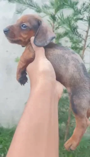 Salsichinha fêmea mini