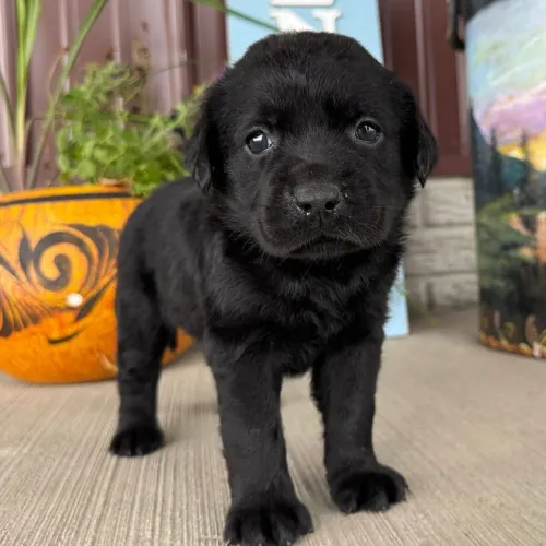 Labrador | Pura fofura genética. Venha conhecer o seu
