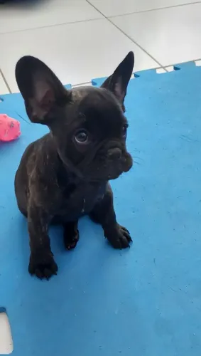 Filhote de bulldog francês macho