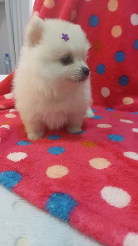 Spitz Alemão fêmea