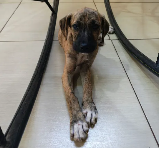Cadela Raceada