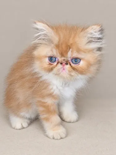 Gatos persas