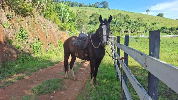 Vendo cavalo lindo  de morfologia 