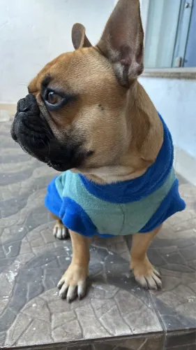 Buldogue francês macho disponível para cruzamento