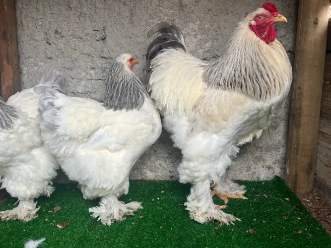 Galinhas brahma (ovos e pintinhos)