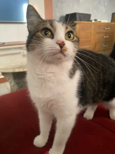 Gata pra adoção responsável 