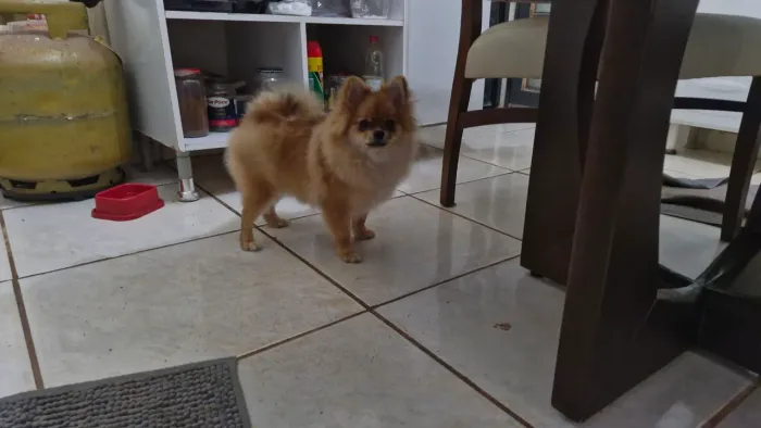 Espit alemão Lulu da Pomerânia 