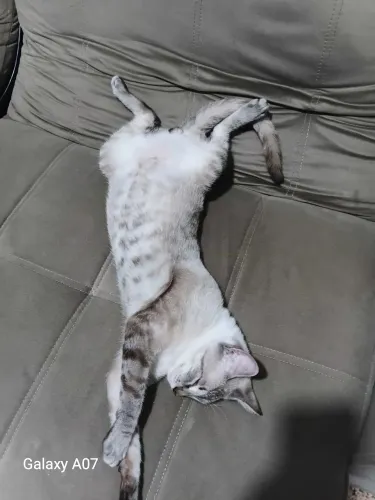 GATO MACHO CASTRADO