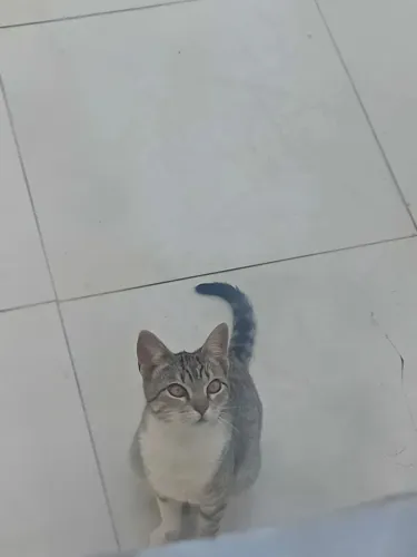 Doação de uma linda gatinha