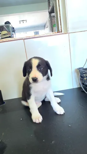 Border collie filhotes