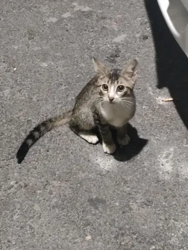 Gatinho filhote
