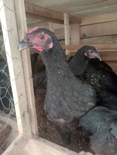 Frangas jherse gigante Negra