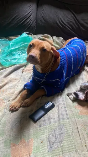 Doa-se pitbul 