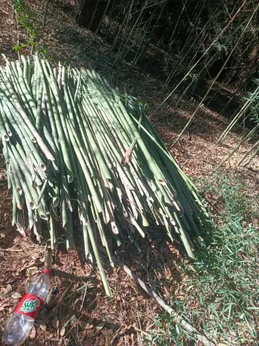 VARAS DE BAMBUM PARA TOMATE,VAGEM,PEPINO