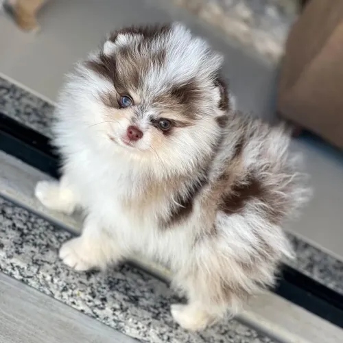 Spitz Alemão Anão com Pedigree CBKC