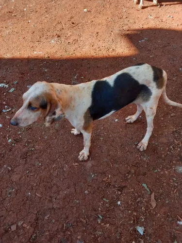 CACHORRO AMERICANO