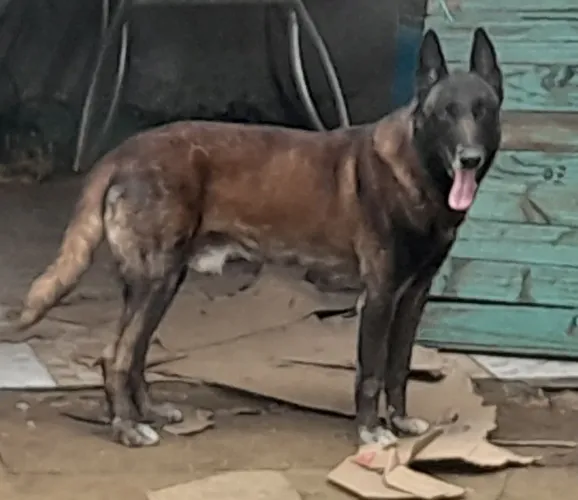 Pastor malinois para cruza