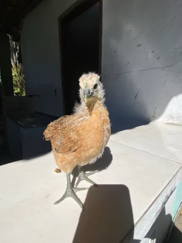 Pintinhos Galinha dos ovos verdes