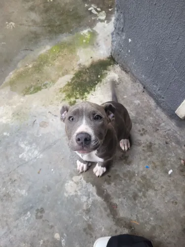 Filhote pitbul fêmea 