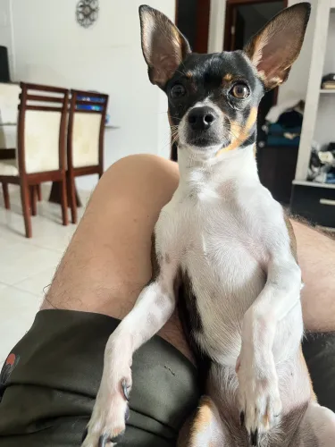 Procurando fêmea de Pinscher para cruzar