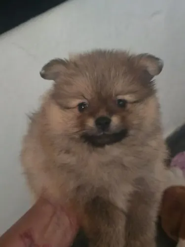 Filhote de Lulu da Pomerânia Macho