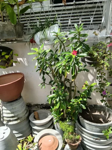 Flora do deserto
