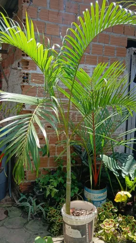Plantas 