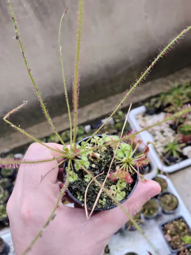 Planta carnivoras(vasinho com algumas droseras)