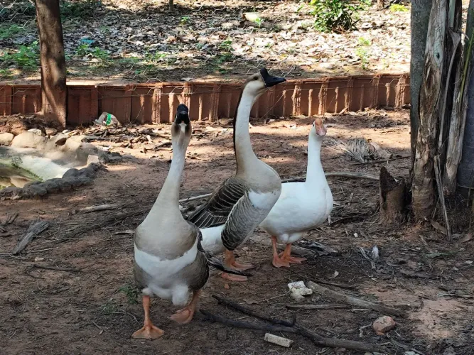 Trio gansos chinês pardo