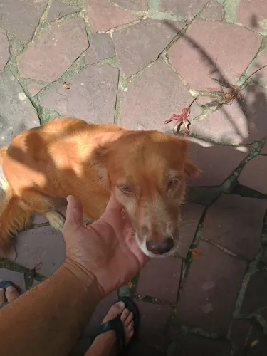 Doação de Cachorros! Dóceis e Vacinados