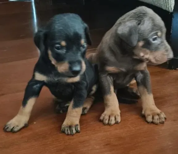 Filhotes de Doberman