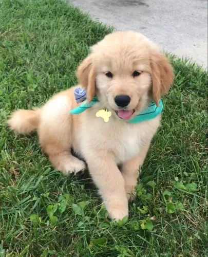 Golden Retriever - Esse Filhote Nasceu Pra Te Encantar 