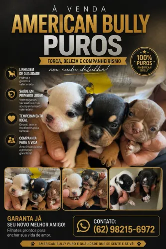 Filhotes de American Bully Puros